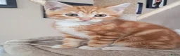 Mixed Breed cats for sale: Rare beautiful ginger tabby girl in Harlow - Advert 6