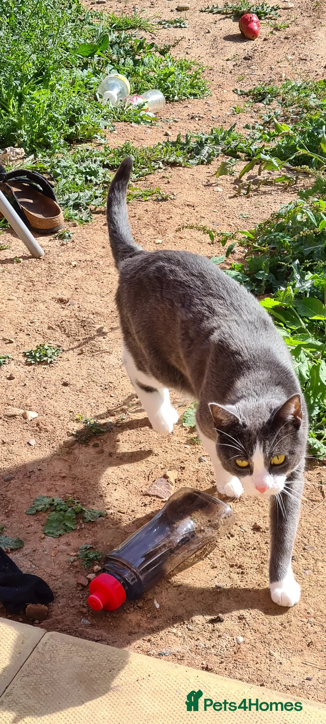 Mixed Breed cats for sale: Juno 7 years old - Advert 23