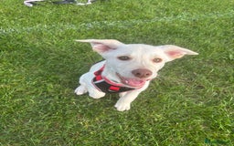 Mixed Breed dogs for sale: Labrador Husky - Image 3