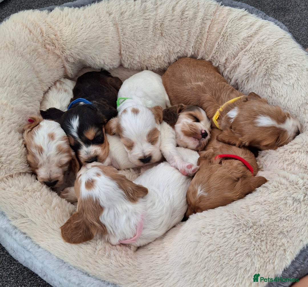 Cocker Spaniel dogs for sale: *Cocker spaniel puppys* - Image 4