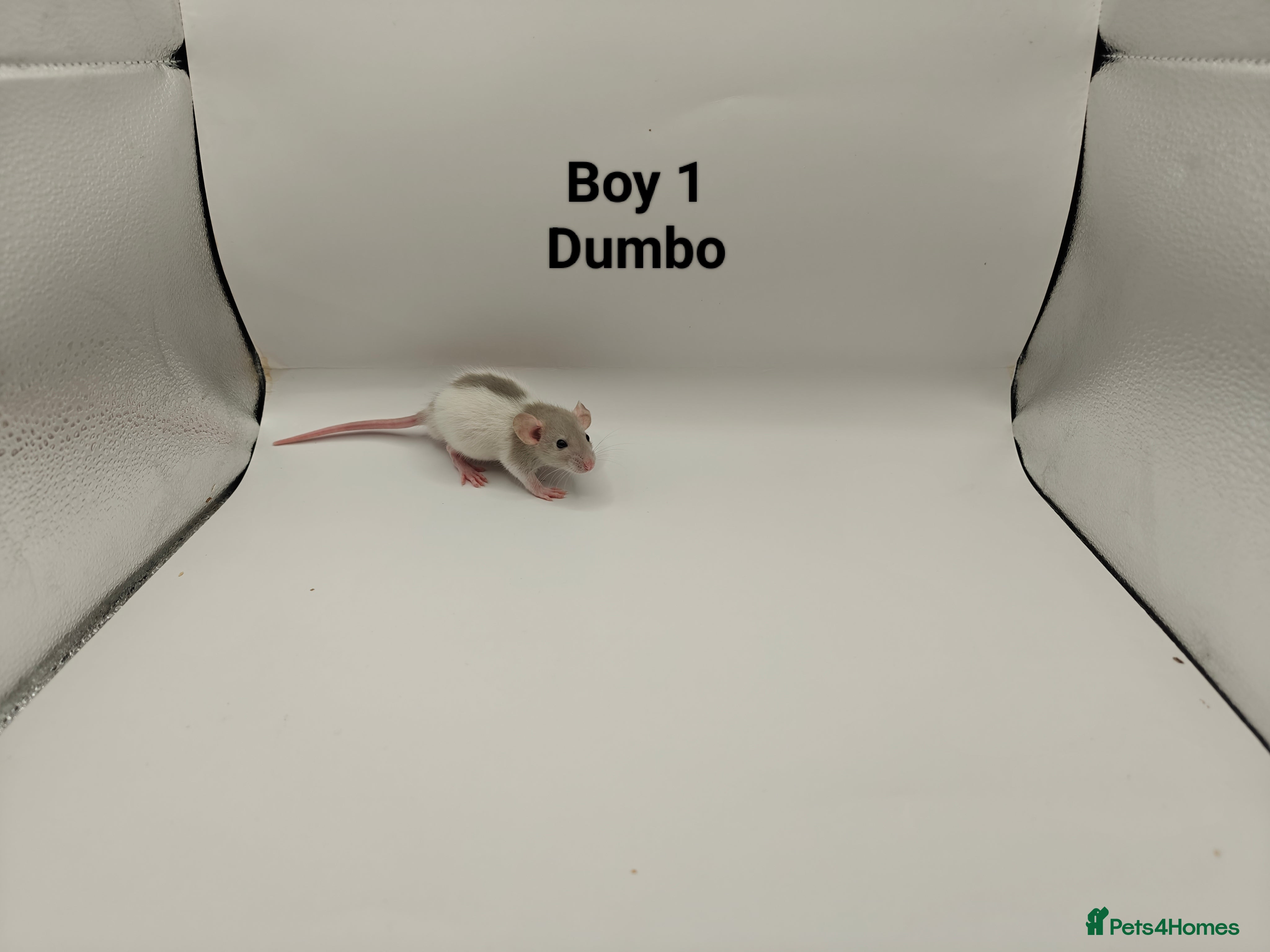 Rat rodents JAN: 27 Rats For Sale! - Advert 12