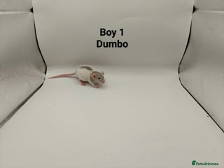 Rat rodents JAN: 27 Rats For Sale! - Advert 4