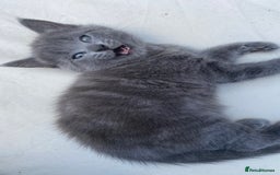 Mixed Breed cats for sale: 3 2 month old TORTIE x BRITISH SHORTHAIR KITTENS - Image 24
