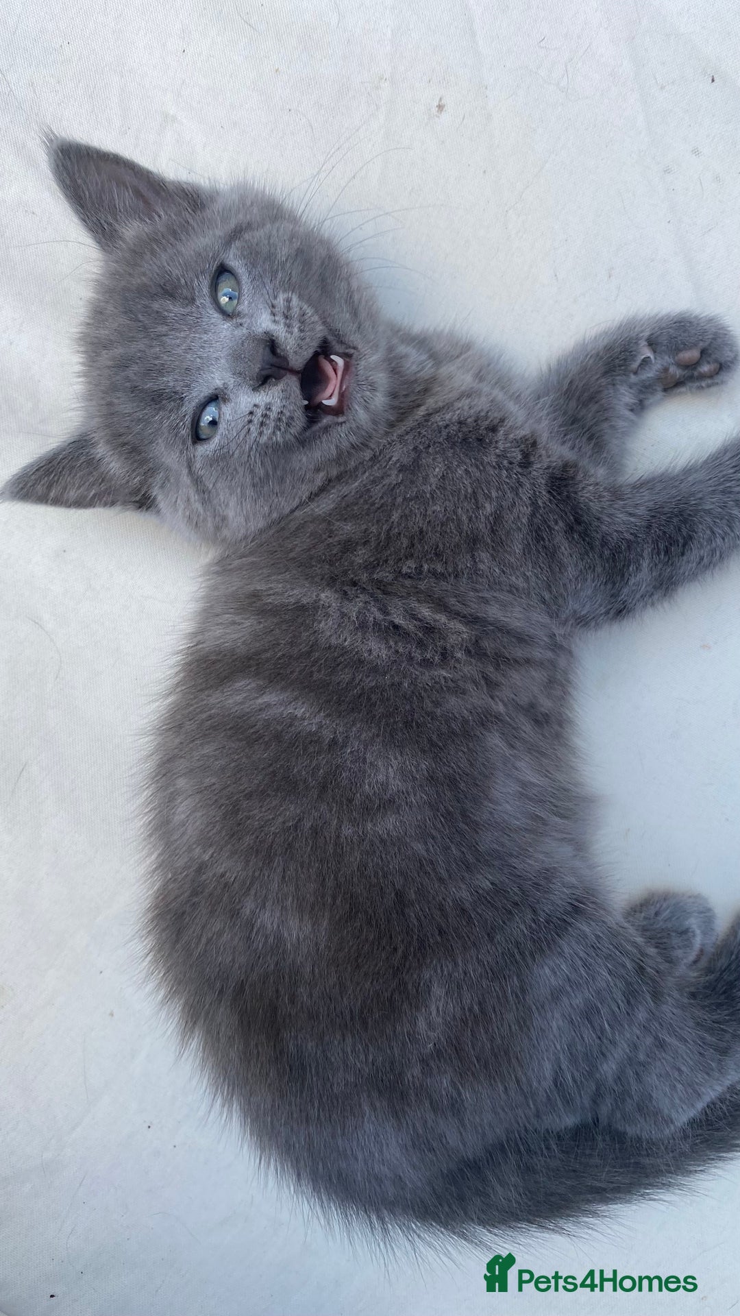 Mixed Breed cats for sale: 3 2 month old TORTIE x BRITISH SHORTHAIR KITTENS - Image 24