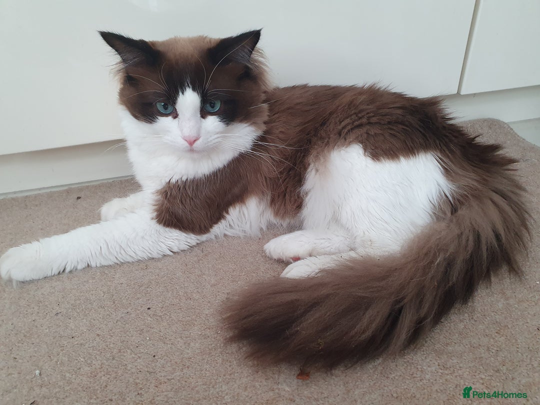 Ragdoll cats for stud: Blue Bicolour Ragdoll Male for Stud - Image 3