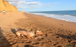 Cocker Spaniel dogs for sale: ✨ Gorgeous Litter of 6 Show Cocker Spaniels✨ - Image 3