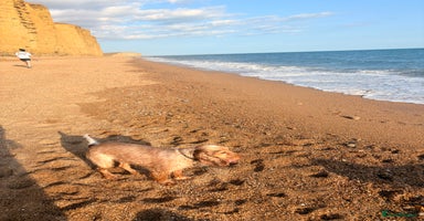 Cocker Spaniel dogs ✨ Gorgeous Litter of 6 Show Cocker Spaniels✨ - Advert 6