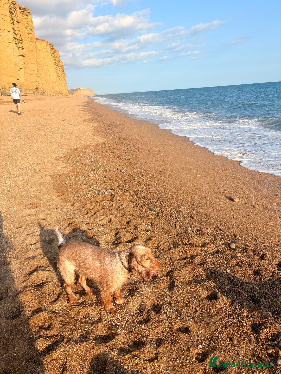Cocker Spaniel dogs for sale: ✨ Gorgeous Litter of 6 Show Cocker Spaniels✨ - Image 3
