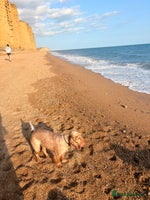 Cocker Spaniel dogs ✨ Gorgeous Litter of 6 Show Cocker Spaniels✨ - Advert 6