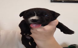 Mixed Breed dogs for sale: Beautiful mastiff cross pups - Image 14