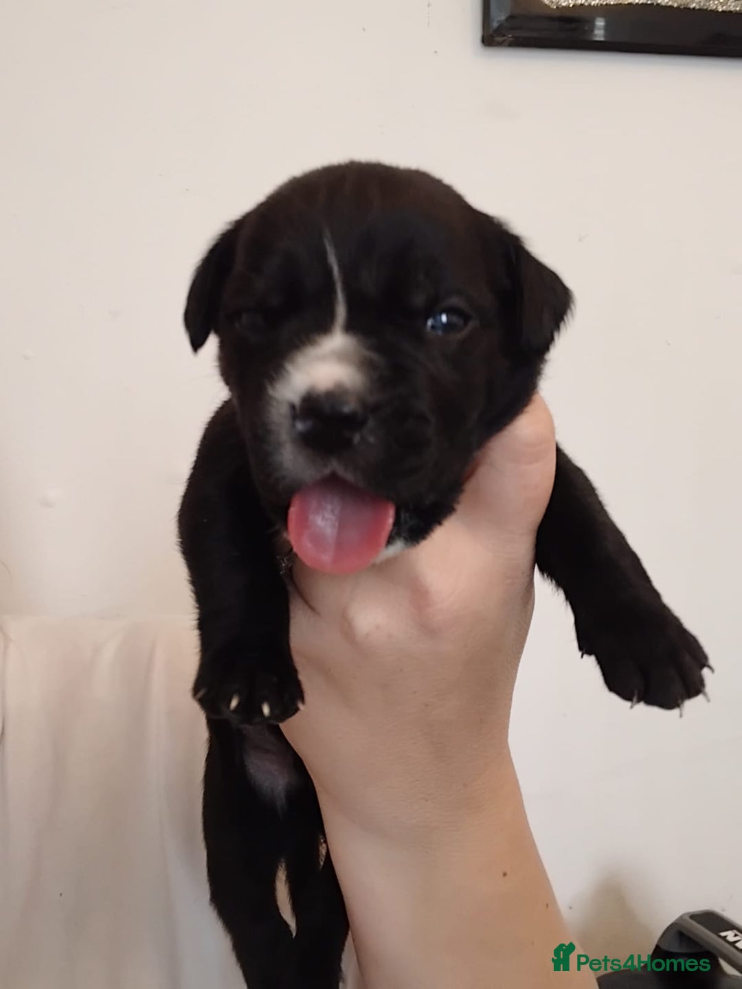 Mixed Breed dogs for sale: Beautiful mastiff cross pups - Image 14