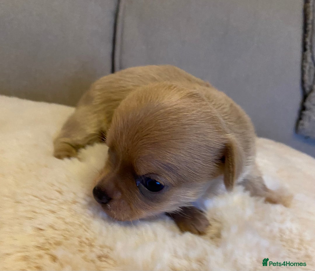 Chihuahua dogs for sale: Stunning Chihuahuas  - Advert 9