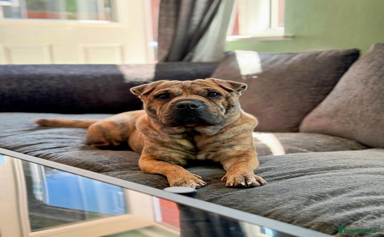Mixed Breed dogs - Advert 1