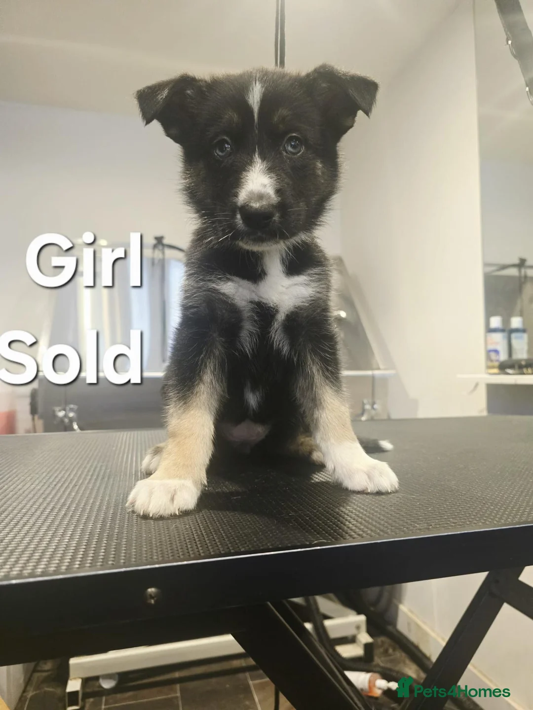 Shepsky dogs for sale: Shepsky puppies in Lutterworth - Advert 9