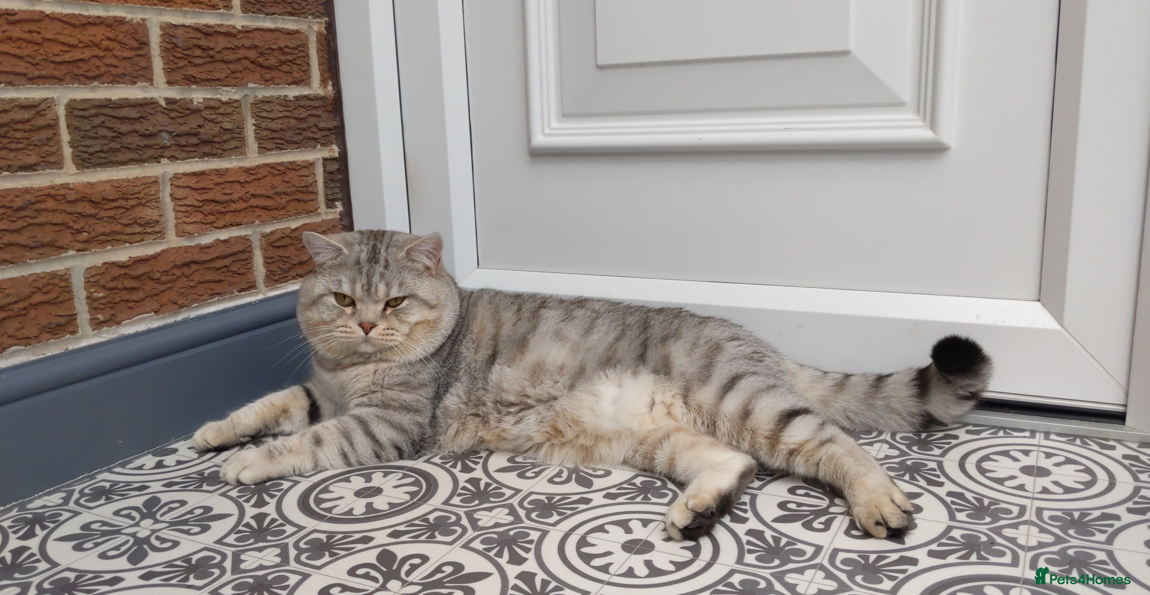 British Shorthair cats British Shorthair Stud in Derby - Advert 2