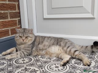 British Shorthair cats British Shorthair Stud in Derby - Advert 13