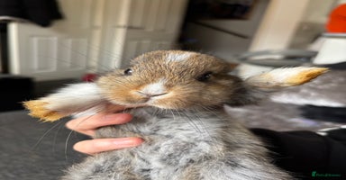 Mixed Breed rabbits - Advert 2