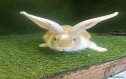 Continental Giant rabbits for sale: Beautiful white eared yellow continental giants  - Image 7