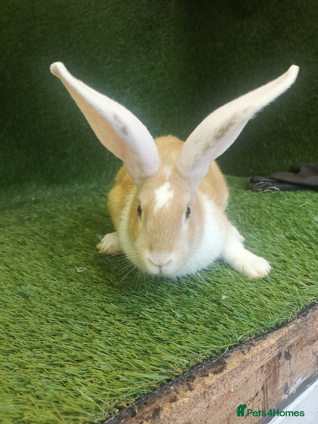 Continental Giant rabbits for sale: Beautiful white eared yellow continental giants  - Image 7
