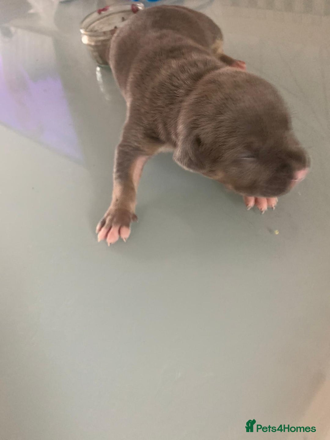 Staffordshire Bull Terrier dogs for sale: Blue tri Staffordshire bull terrier pups for sale  - Image 6