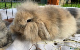 Mixed Breed rabbits for sale: Baby Rabbits and a Mama & female baby.  - Image 12