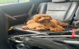 Toy Poodle dogs for stud: Kc health tested fox red Toy poodle for stud  - Image 11