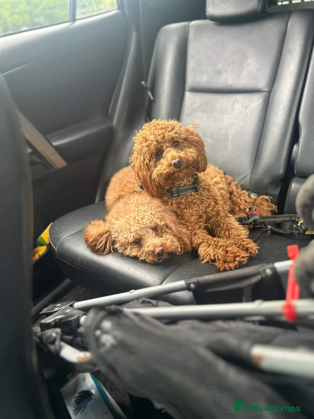 Toy Poodle dogs for stud: Kc health tested fox red Toy poodle for stud  - Advert 12