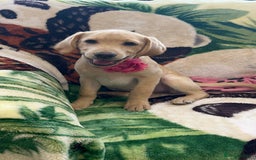 Labrador Retriever dogs for sale: Lovely Labrador puppies ready for new home 💕 - Image 4