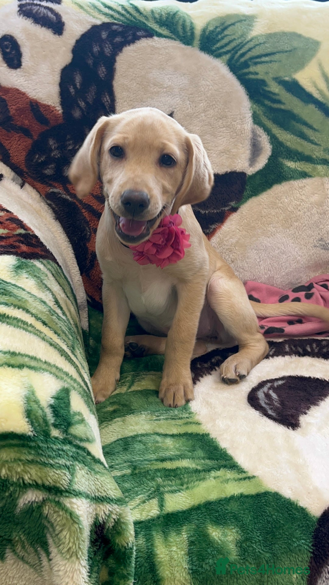 Labrador Retriever dogs for sale: Lovely Labrador puppies ready for new home 💕 - Image 4