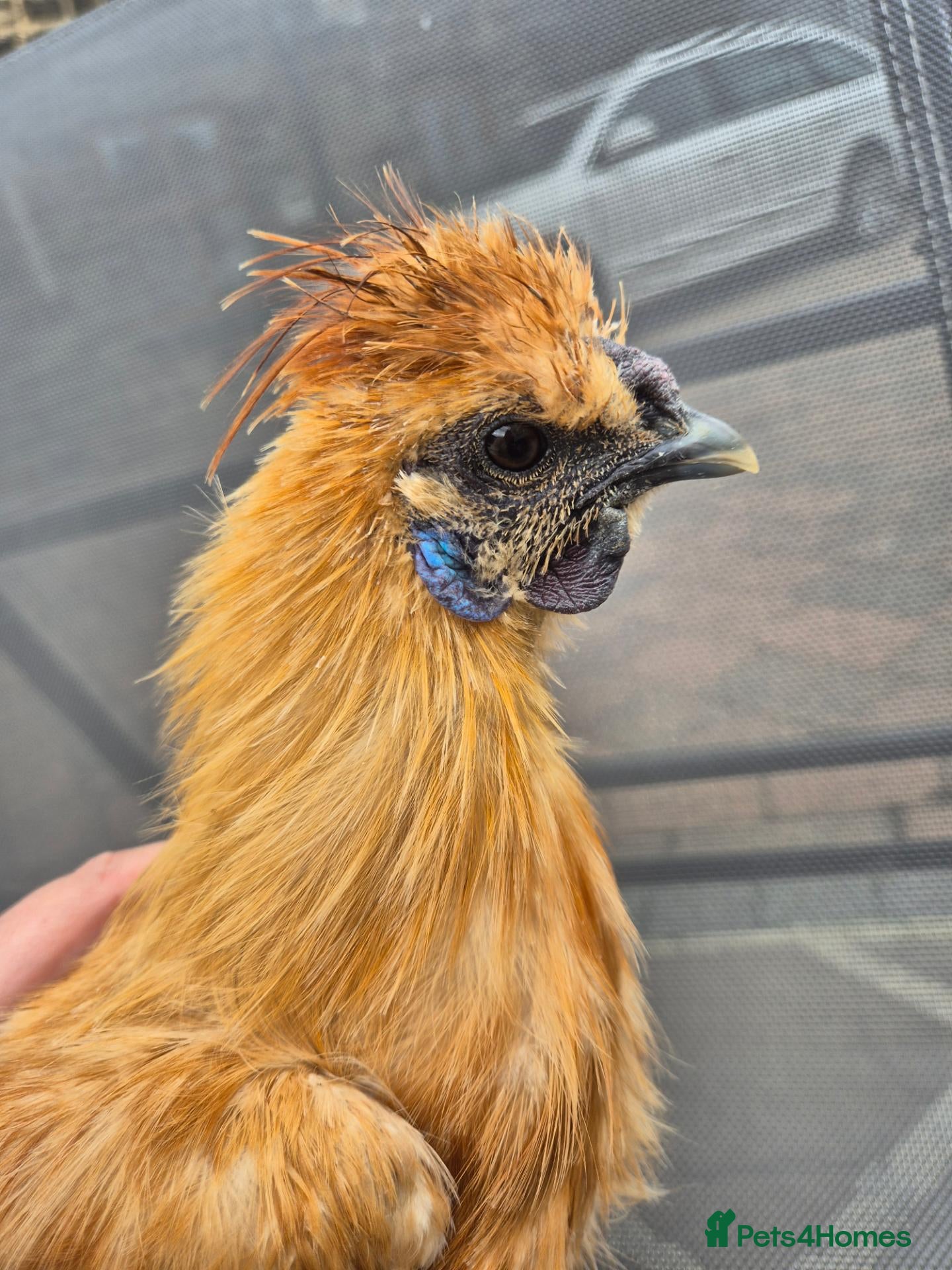 Chickens poultry  2 Silkie cockerels for good home - Advert 18