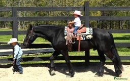 Friesian horses for sale: Cody Friesian Dressage Family Trails Gentle - Image 6