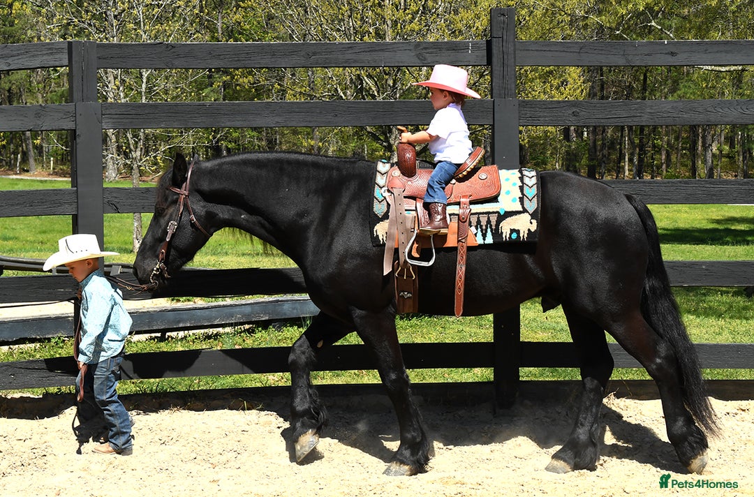 Friesian horses for sale: Cody Friesian Dressage Family Trails Gentle - Image 6