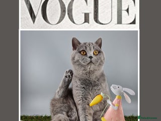 British Shorthair cats - Advert 28
