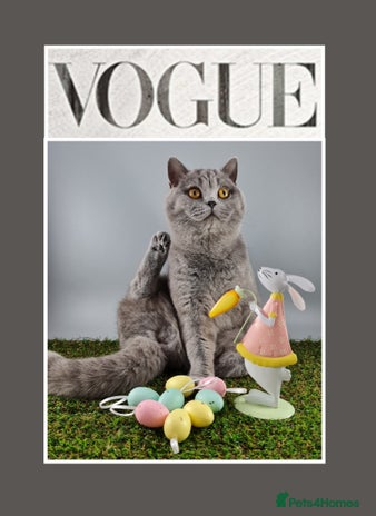 British Shorthair cats - Advert 17