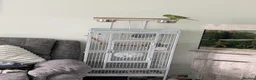 Parrots birds for sale: Pair of Indian Ringneck Parrots with Full Setup in Manchester - Advert 2