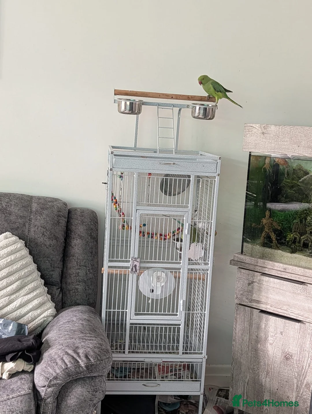 Parrots birds for sale: Pair of Indian Ringneck Parrots with Full Setup in Manchester - Advert 2