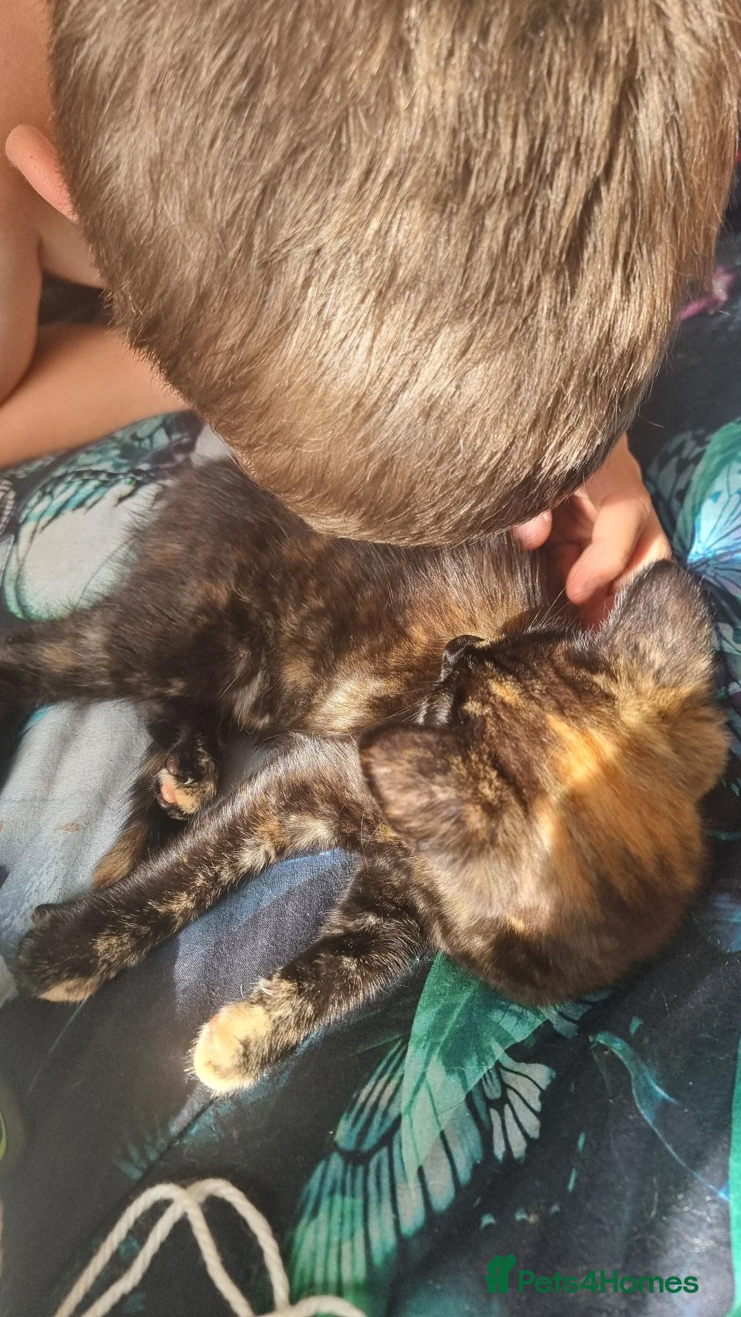 Mixed Breed cats for sale: Little best friends - Advert 2