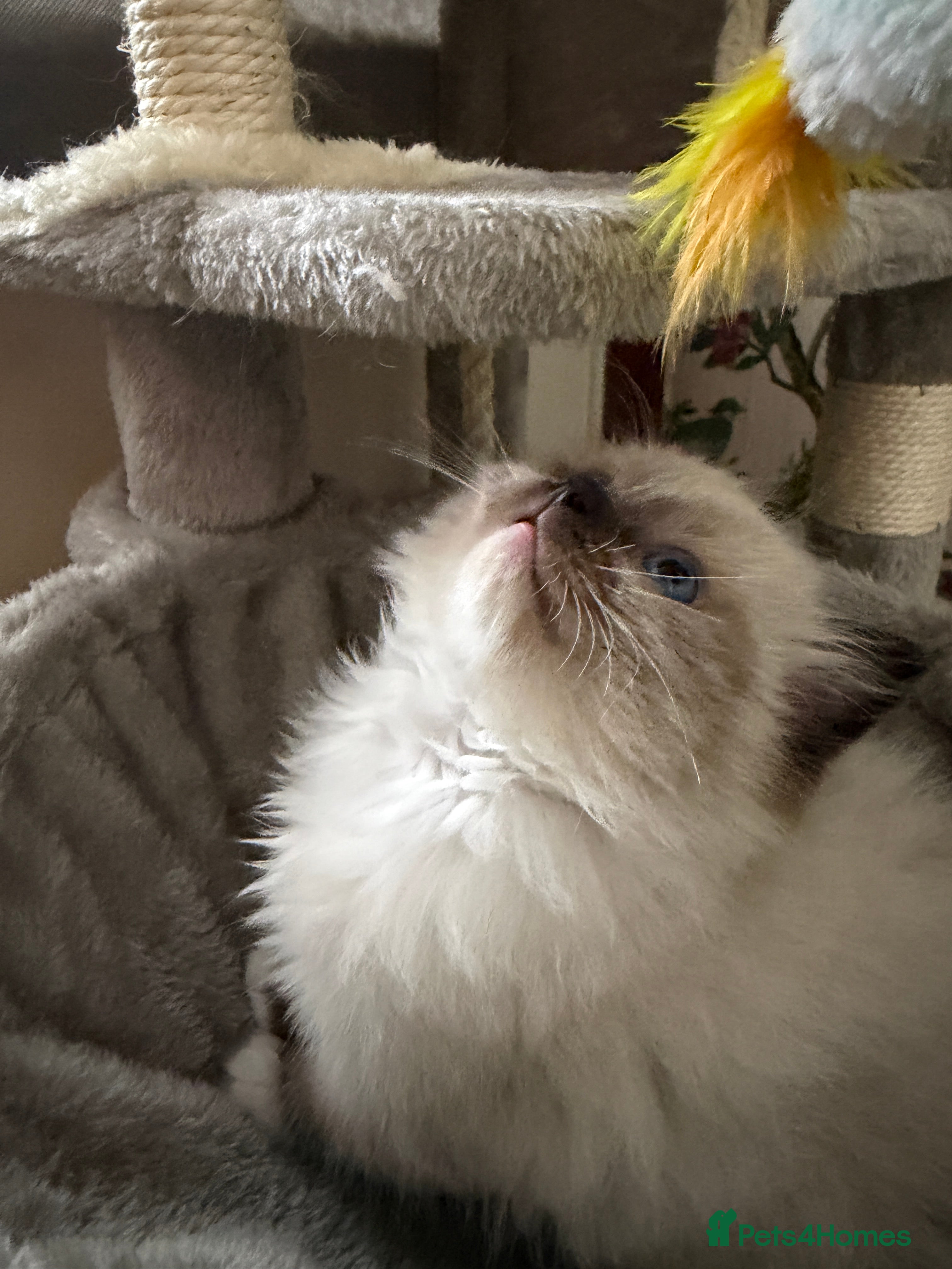 Ragdoll cats Pure breed ragdoll kitten for sale - Advert 6