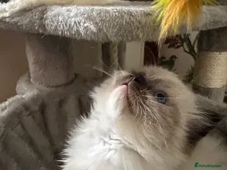 Ragdoll cats Pure breed ragdoll kitten for sale - Advert 6