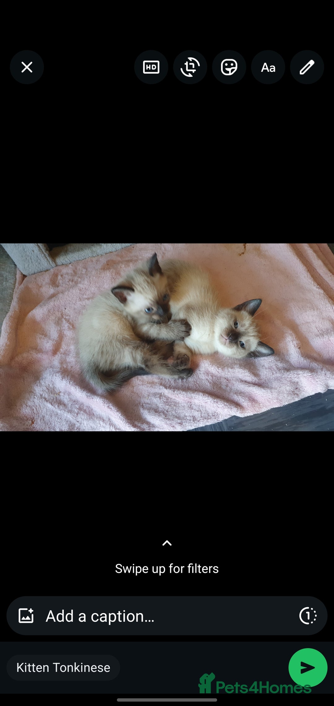 Tonkinese cats for sale: Beautiful tonkinese kittens  - Advert 1