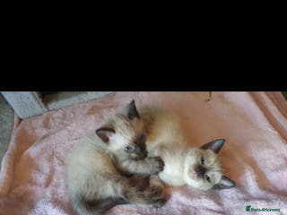 Tonkinese cats Beautiful tonkinese kittens - Advert 2