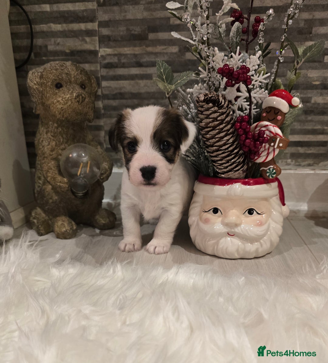 Mixed Breed dogs for sale: Five beautiful Jack Russel puppies for sale - Advert 23