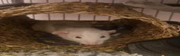 Rat rodents for sale: Rehoming 3 rat girls in Reading - Advert 4