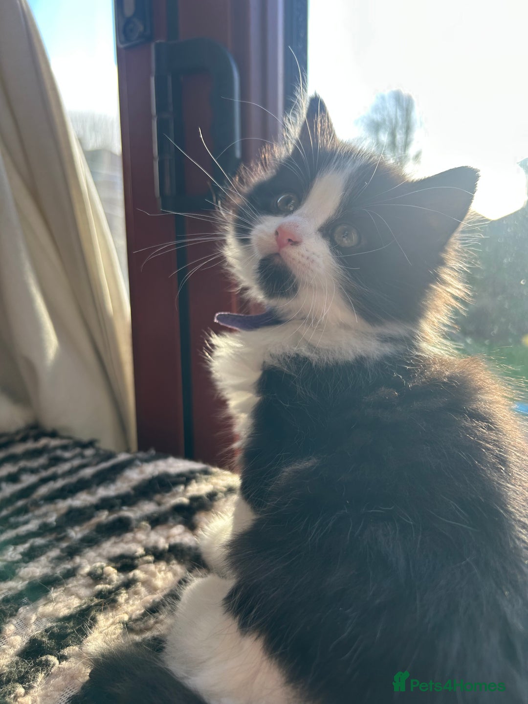 British Longhair cats for sale: Gorgeous Friendly Kittens - Advert 13