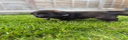 German Shepherd dogs for sale: 🐾 German Shepherd Puppies – ready 18th July - Advert 26
