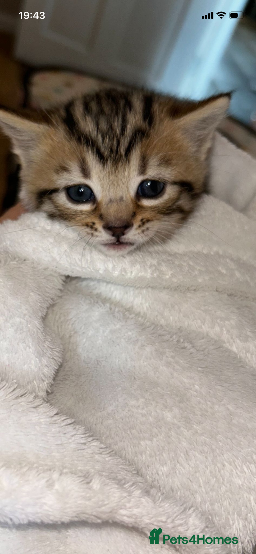 Savannah cats for sale: F4-F5+Savannah Kittens - Advert 26