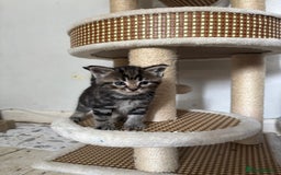 Domestic Shorthair cats for sale: Last Little Lovebug Left! - Image 2