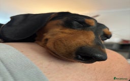 Miniature Dachshund dogs for sale: 3 year old female Miniature Dachschund ((Poppy)) - Image 2