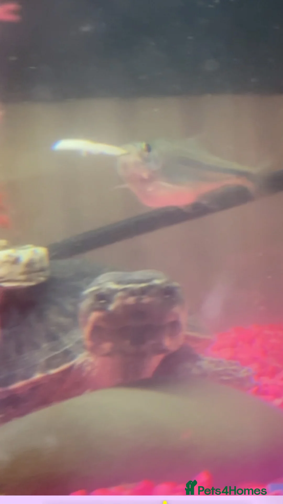 Turtle reptiles for sale: X3 Musk Turtles  - Advert 1