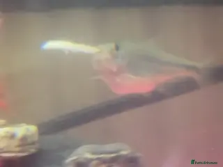 Turtle reptiles X3 Musk Turtles - Advert 2